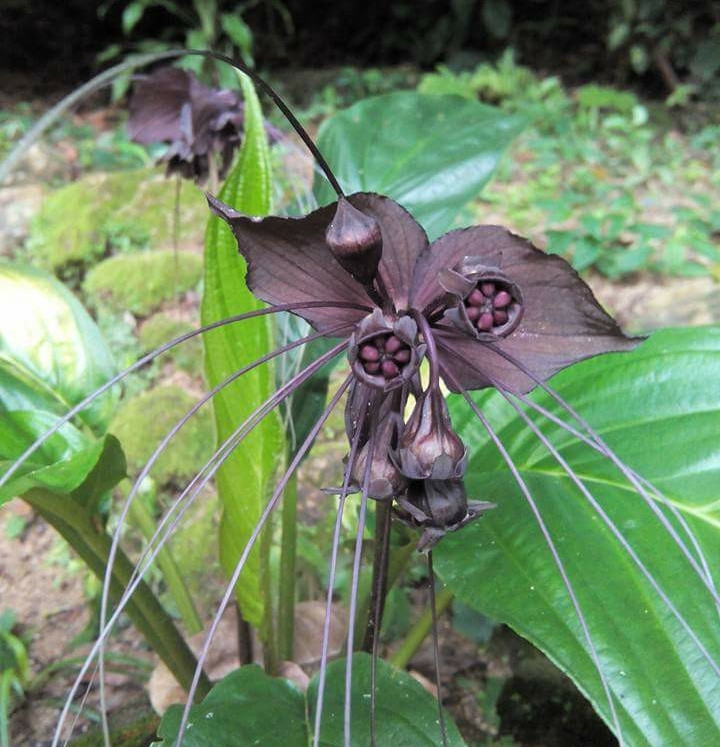 Hoa dơi đen, tên khoa học là Tacca chantrieri, thuộc họ Dioscoreaceae, còn được biết đến với nhiều biệt danh như "hoa cánh dơi" hay "hoa râu hổ". Loài hoa này phân bố chủ yếu ở các vùng nhiệt đới Đông Nam Á, từ Việt Nam, Thái Lan, Lào, đến Campuchia và Malaysia.