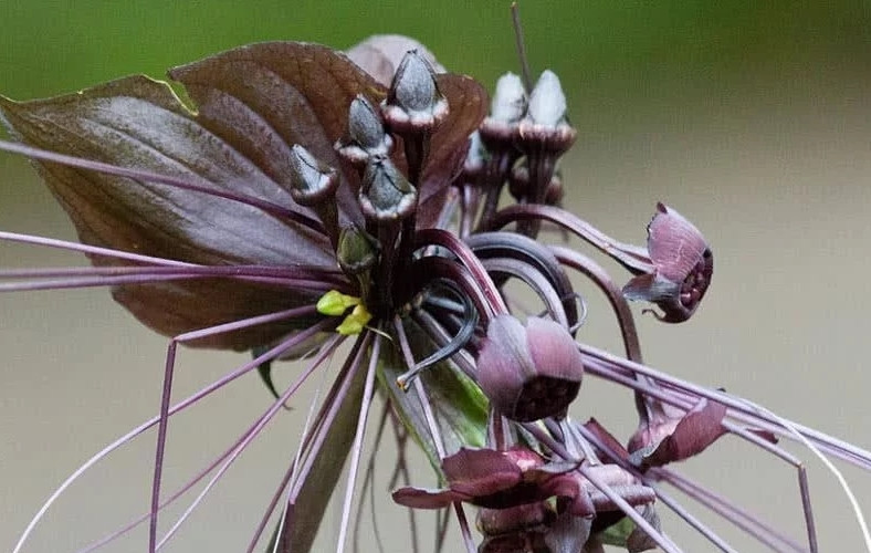 Ngược lại, trong một số nền văn hóa, loài hoa quý hiếm này lại được tôn sùng như biểu tượng của sự trường tồn và huyền bí. Những tua nhụy dài, uyển chuyển của nó được ví như sự kết nối giữa thế giới thực và thế giới tâm linh, giữa sự sống và cái chết. Một số thầy lang còn sử dụng bộ phận của hoa dơi đen trong các bài thuốc bí truyền, tin rằng nó có khả năng xua đuổi tà ma và mang lại may mắn.