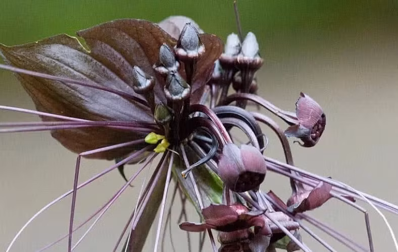 Ngược lại, trong một số nền văn hóa, loài hoa quý hiếm này lại được tôn sùng như biểu tượng của sự trường tồn và huyền bí. Những tua nhụy dài, uyển chuyển của nó được ví như sự kết nối giữa thế giới thực và thế giới tâm linh, giữa sự sống và cái chết. Một số thầy lang còn sử dụng bộ phận của hoa dơi đen trong các bài thuốc bí truyền, tin rằng nó có khả năng xua đuổi tà ma và mang lại may mắn.