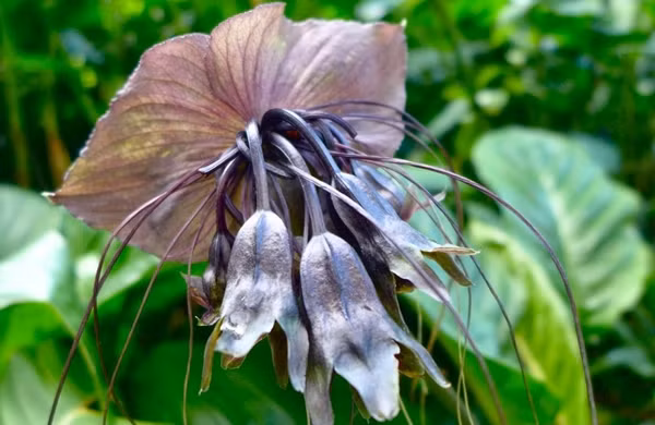 Hoa dơi đen không chỉ đơn thuần là một loài thực vật, mà còn là cầu nối giữa khoa học và huyền thoại, giữa sự sống và cái chết. Đó là lý do mỗi khi nhắc đến, người ta không chỉ nhớ về vẻ ngoài kỳ dị mà còn bị cuốn hút bởi những câu chuyện truyền kỳ xung quanh loài hoa này. Ai biết được, có lẽ lần tới khi bạn bước chân vào một khu rừng nhiệt đới, loài hoa "giám ngục quỷ dữ" ấy đang lặng lẽ quan sát bạn từ trong bóng tối.