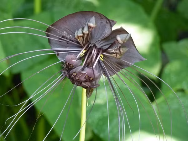 Chúng thường mọc ở những khu vực ẩm ướt như ven suối, thung lũng hay rừng mưa, ở độ cao từ 170 đến 1.300 mét so với mực nước biển. Mặc dù có sức hút mạnh mẽ, nhưng hoa dơi đen vẫn chưa được con người thuần hóa hay trồng trọt quy mô lớn.