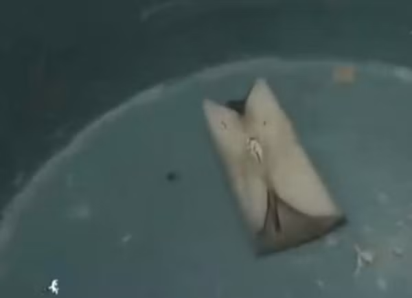 Điều đặc biệt là, khám nghiệm tử thi cho thấy nạn nhân không hề ăn táo trước khi qua đời. Điều này dấy lên nghi ngờ, phải chăng đây là vật chứng quan trọng mà hung thủ để lại?