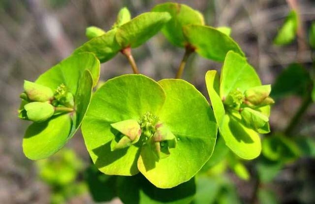 Đặc biệt, loài cây này đã được sử dụng để chữa các bệnh liên quan đến đường ruột, trướng bụng, hoặc vết cắn từ rắn và côn trùng. Người ta thường vò nát lá, giã nhỏ, thêm nước đun sôi để chế biến hoặc kết hợp với các loại thảo dược khác nhằm tăng hiệu quả trị liệu.