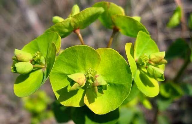 Đặc biệt, loài cây này đã được sử dụng để chữa các bệnh liên quan đến đường ruột, trướng bụng, hoặc vết cắn từ rắn và côn trùng. Người ta thường vò nát lá, giã nhỏ, thêm nước đun sôi để chế biến hoặc kết hợp với các loại thảo dược khác nhằm tăng hiệu quả trị liệu.