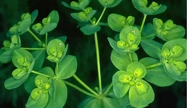 Trong trường hợp nặng, độc tố từ cây thậm chí có thể dẫn đến hôn mê hoặc tử vong. Vì thế, cần hết sức cẩn trọng khi sử dụng cỏ mắt mèo trong đời sống và y học.