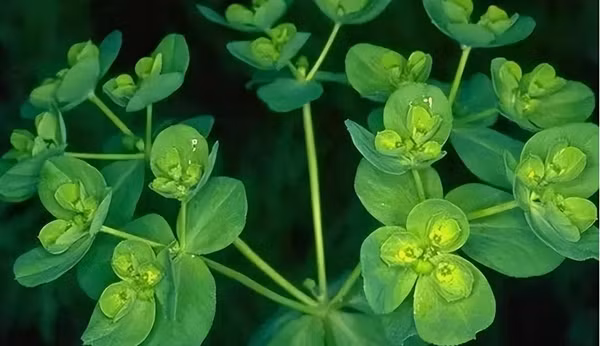 Trong trường hợp nặng, độc tố từ cây thậm chí có thể dẫn đến hôn mê hoặc tử vong. Vì thế, cần hết sức cẩn trọng khi sử dụng cỏ mắt mèo trong đời sống và y học.