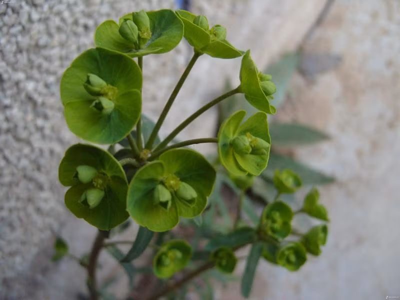 Cây có chiều cao từ 1-2 mét, thân mang sắc nâu tím, cứng cáp với phần gốc hơi phình to. Chính ngoại hình độc đáo và màu sắc nổi bật này khiến nó thu hút ánh nhìn khi mọc trong tự nhiên.