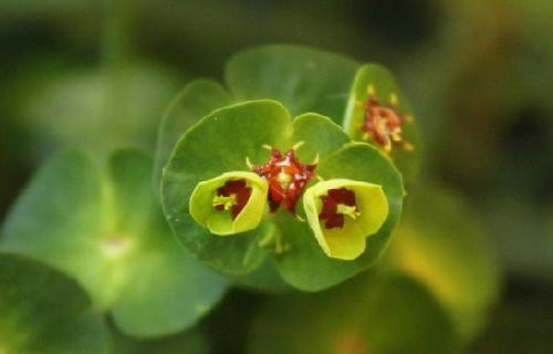 Cỏ mắt mèo dễ nhận diện với lá nhỏ giống hạt gạo, dạng lá kép lông chim dài khoảng 5cm. Hoa của cây có màu vàng tươi hoặc vàng nhạt, hình dáng giống con bướm với đường kính khoảng 1,5-2cm.