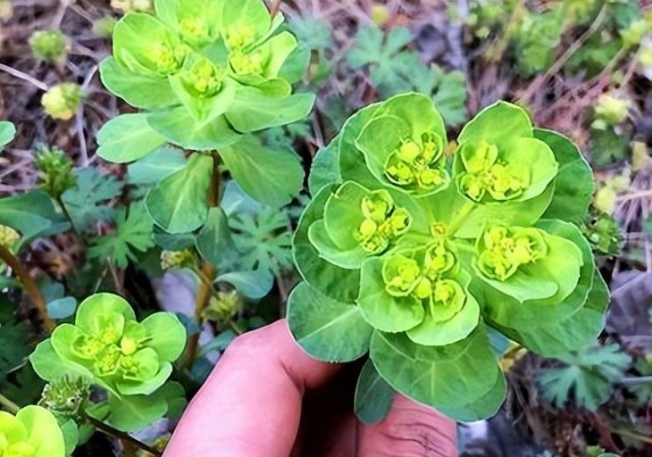 Nếu chẳng may bị ngộ độc do ăn nhầm, cần súc miệng, uống nước lọc để gây nôn và đến ngay cơ sở y tế gần nhất. Trong quá trình xử lý cây tươi, nên đeo găng tay để tránh các tác dụng phụ trên da.