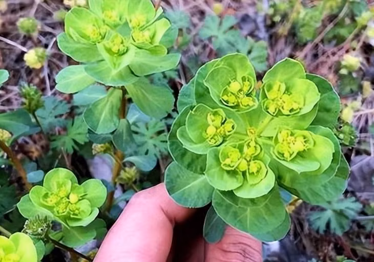 Nếu chẳng may bị ngộ độc do ăn nhầm, cần súc miệng, uống nước lọc để gây nôn và đến ngay cơ sở y tế gần nhất. Trong quá trình xử lý cây tươi, nên đeo găng tay để tránh các tác dụng phụ trên da.