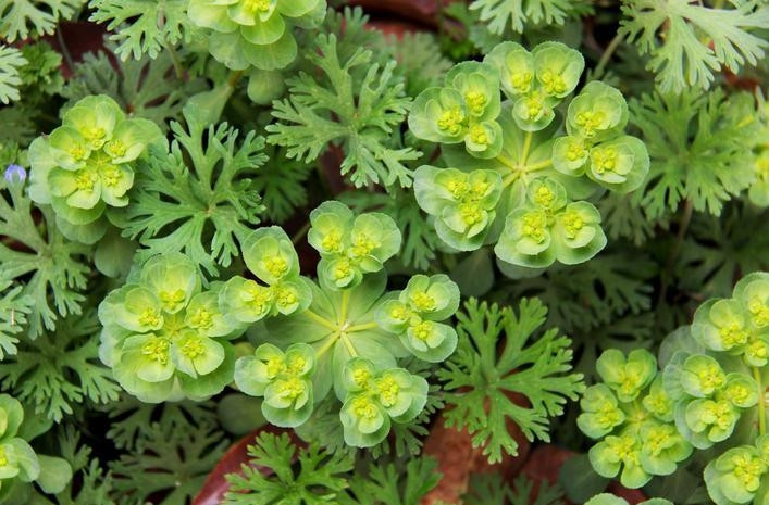 Để bảo vệ sức khỏe, không nên tự ý hái hoặc sử dụng các loài cây dại, đặc biệt là những loại chưa biết rõ đặc tính. Khi phát hiện cỏ mắt mèo, cần thông báo cho mọi người xung quanh để tránh trường hợp ai đó vô tình tiếp xúc hoặc ăn phải.