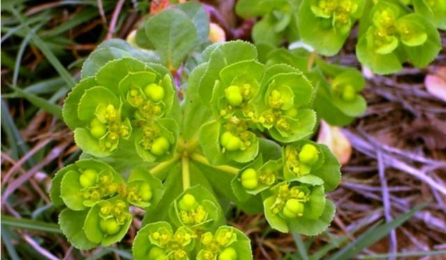 Tuy nhiên, vẻ đẹp và công dụng của cỏ mắt mèo đi kèm với một nhược điểm đáng lo ngại: độc tính.