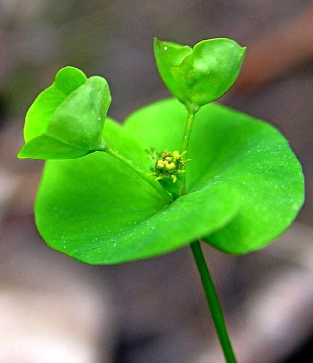 Cây cỏ mắt mèo chứa một số thành phần dược liệu quý như tinh dầu thơm, flavonoid, vitamin C, mang lại nhiều lợi ích cho sức khỏe. Trong y học dân gian, cỏ mắt mèo thường được dùng để giảm đau đầu, ho, cảm lạnh, tức ngực đồng thời hỗ trợ hạ huyết áp, giải độc và lợi tiểu.