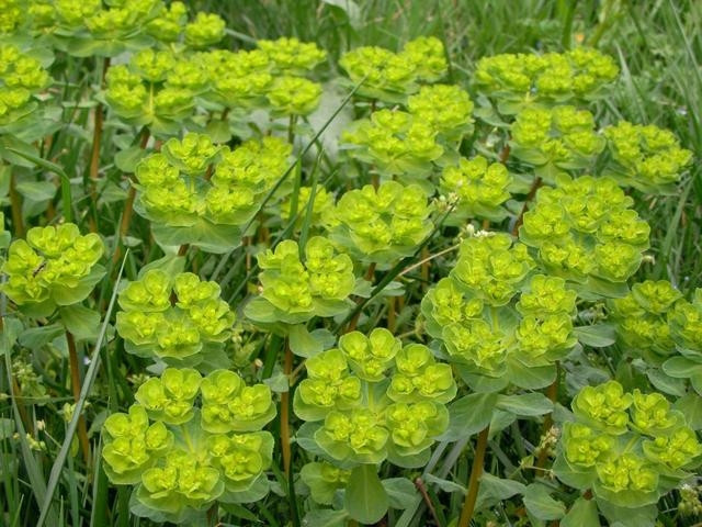 Có thể nói, cỏ mắt mèo dù có độc tố, vẫn là một loại cây quý giá khi được sử dụng đúng cách. Việc hiểu rõ đặc tính và cách chế biến giúp chúng ta khai thác tốt các giá trị y học của cây đồng thời giảm thiểu rủi ro.