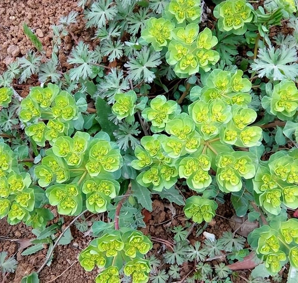 Lá và hoa của cây chứa các chất độc như cateyelin, cateyeside, naringin, có thể gây ra các triệu chứng nguy hiểm như rối loạn tiêu hóa, nôn mửa, tiêu chảy, loét miệng, tim đập nhanh hoặc ức chế thần kinh.