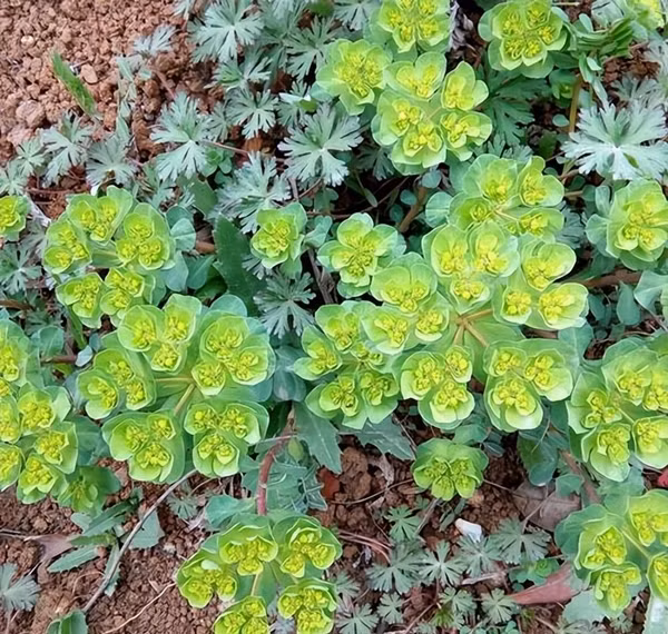 Lá và hoa của cây chứa các chất độc như cateyelin, cateyeside, naringin, có thể gây ra các triệu chứng nguy hiểm như rối loạn tiêu hóa, nôn mửa, tiêu chảy, loét miệng, tim đập nhanh hoặc ức chế thần kinh.