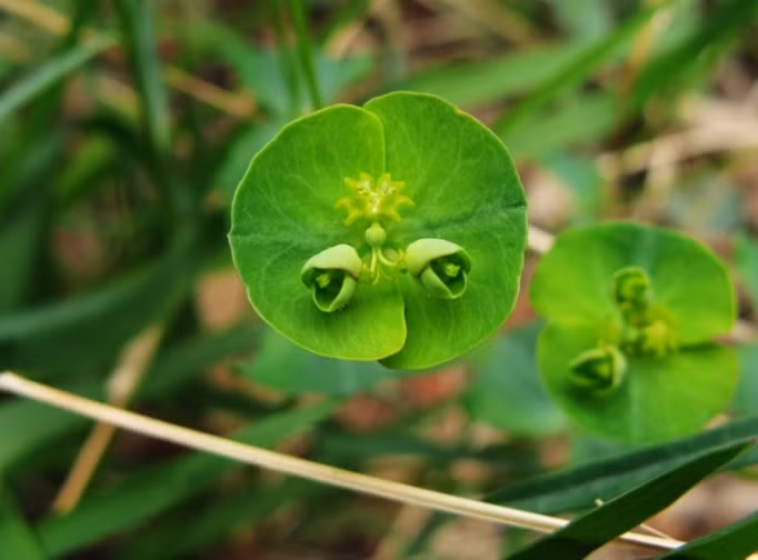  Cỏ mắt mèo hay còn gọi là hoàng hoa ngư tinh thảo, cỏ lưỡi chó, là một loại cây dại phổ biến. Mặc dù sở hữu vẻ ngoài bắt mắt, khiến người nhìn nhớ mãi không quên và có giá trị trong y học dân gian, nhưng độc tố ẩn chứa trong lá và hoa của cỏ mắt mèo có thể gây hại nếu không được sử dụng đúng cách. Việc hiểu rõ về loài thực vật độc đáo này không chỉ giúp phát huy những lợi ích vốn có mà còn phòng tránh nguy cơ tiềm tàng đối với sức khỏe con người. (Ảnh Sohu, Kknews)