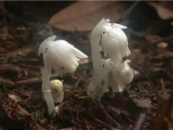 Loài cây này rất nhạy cảm với ánh sáng mặt trời và thay đổi môi trường. Nếu rời khỏi nơi mọc tự nhiên, chúng sẽ nhanh chóng khô héo và chết. Lan thủy tinh hiện nằm trong danh sách các loài nguy cấp của "Sách đỏ IUCN". Việc phá hủy môi trường sống và biến đổi khí hậu đã khiến số lượng của loài cây này ngày càng giảm.