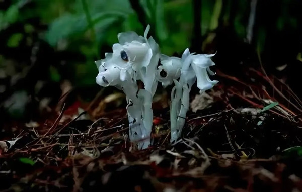 Nhìn chung, sự huyền bí của Thủy Tinh Lan khơi gợi trí tưởng tượng phong phú trong văn hóa dân gian, nhưng cần nhìn nhận nó bằng lăng kính khoa học. Đồng thời, việc bảo vệ loài hoa này là lời nhắc nhở về trách nhiệm của con người trong việc duy trì cân bằng sinh thái và sống hòa hợp với thiên nhiên.