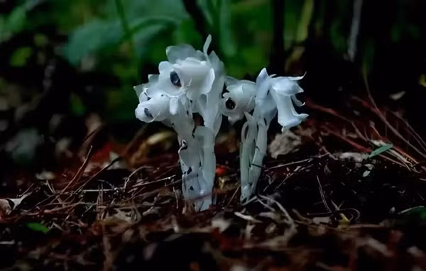 Nhìn chung, sự huyền bí của Thủy Tinh Lan khơi gợi trí tưởng tượng phong phú trong văn hóa dân gian, nhưng cần nhìn nhận nó bằng lăng kính khoa học. Đồng thời, việc bảo vệ loài hoa này là lời nhắc nhở về trách nhiệm của con người trong việc duy trì cân bằng sinh thái và sống hòa hợp với thiên nhiên.