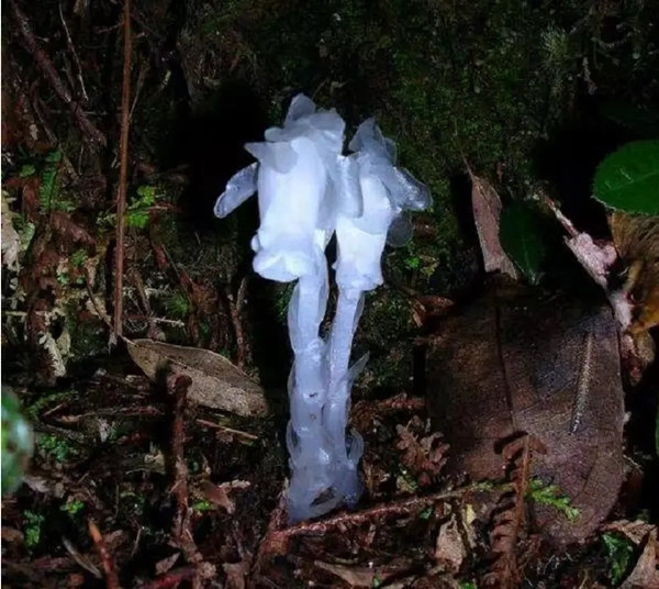 Một số câu chuyện dân gian cho rằng lan thủy tinh có khả năng kỳ diệu giúp "cải tử hoàn sinh". Tuy nhiên, khoa học đã chứng minh đây chỉ là truyền thuyết mà thôi. Thế nhưng, dù không phải "thần dược hoàn hồn", lan thủy tinh thực sự có giá trị dược liệu. Cây được sử dụng trong y học cổ truyền để điều trị các bệnh như viêm phổi, viêm phế quản, ho hen. Mặc dù vậy, tác dụng của nó không thần kỳ như truyền thuyết thêu dệt.