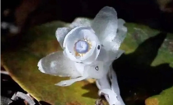 Theo truyền thuyết dân gian, lan thủy tinh là loài hoa mà quỷ sai gieo xuống trần gian để dẫn lối cho linh hồn người chết về âm phủ. Vẻ ngoài trắng muốt, ánh sáng yếu ớt phát ra trong đêm tối và hương thơm kỳ lạ khiến loài cây này càng mang sắc thái huyền bí.