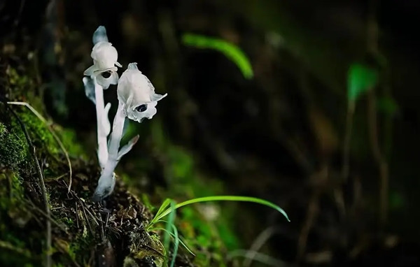 Ở một số địa phương, loài cây này được cho là điềm xấu do phương thức sinh tồn hoại sinh, giống như sự xuất hiện của quạ, ám chỉ cái chết và sự mục nát. Song, các nhà khoa học khẳng định rằng sự xuất hiện của lan thủy tinh không phải là điềm báo gì mà chỉ là dấu hiệu cho thấy môi trường sống trong khu vực đang được bảo tồn tốt.