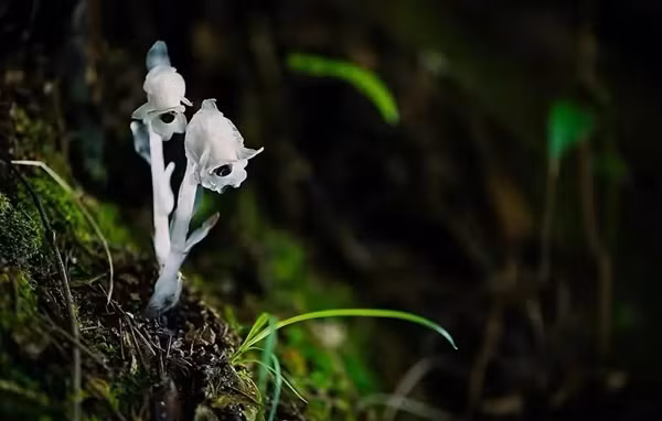 Ở một số địa phương, loài cây này được cho là điềm xấu do phương thức sinh tồn hoại sinh, giống như sự xuất hiện của quạ, ám chỉ cái chết và sự mục nát. Song, các nhà khoa học khẳng định rằng sự xuất hiện của lan thủy tinh không phải là điềm báo gì mà chỉ là dấu hiệu cho thấy môi trường sống trong khu vực đang được bảo tồn tốt.