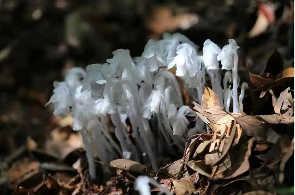 Cách thức sinh trưởng của lan thủy tinh rất độc đáo, đó là cách thức hoại sinh. Do không thể quang hợp vì không có diệp lục, lan thủy tinh sống nhờ vào việc ký sinh trên nấm để hấp thụ dinh dưỡng.