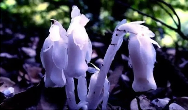 Nghiên cứu cho thấy, lan thủy tinh phát triển trong điều kiện tối, ẩm và lạnh, thường xuất hiện ở độ cao từ 800-3.500m tại các khu rừng núi. Ở Trung Quốc, loài cây này phân bố tại các tỉnh như Hồ Nam, Vân Nam, Tứ Xuyên, ngoài ra còn được tìm thấy ở Ấn Độ, Đông Nam Á và Bắc Mỹ.