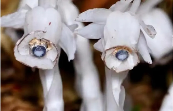 Thế nhưng nấm mà loài cây này ký sinh lại chuyển hóa chất hữu cơ từ xác động vật, lá khô và cây mục nát để nuôi dưỡng lan thủy tinh. Điều này khiến cho lan thủy tinh còn được gọi là "hoa cõi âm", "hoa tử thần", chỉ bởi vì khi có cái chết xảy ra, lan thủy tinh mới được nuôi dưỡng tốt và trổ bông.