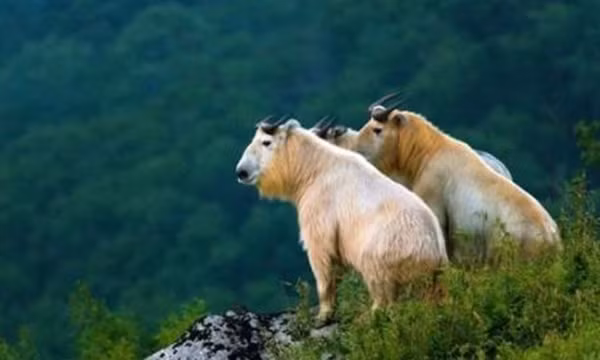 Đáng chú ý là lần này ở Cửu Đỉnh Sơn, linh ngưu được phát hiện cả một đàn, bao gồm cả con đực, con cái và một số con non, mỗi con đều rất khỏe mạnh. Điều này cho thấy linh ngưu ở đây có cuộc sống tự nhiên rất thoải mái.