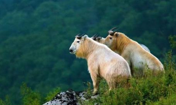Đáng chú ý là lần này ở Cửu Đỉnh Sơn, linh ngưu được phát hiện cả một đàn, bao gồm cả con đực, con cái và một số con non, mỗi con đều rất khỏe mạnh. Điều này cho thấy linh ngưu ở đây có cuộc sống tự nhiên rất thoải mái.