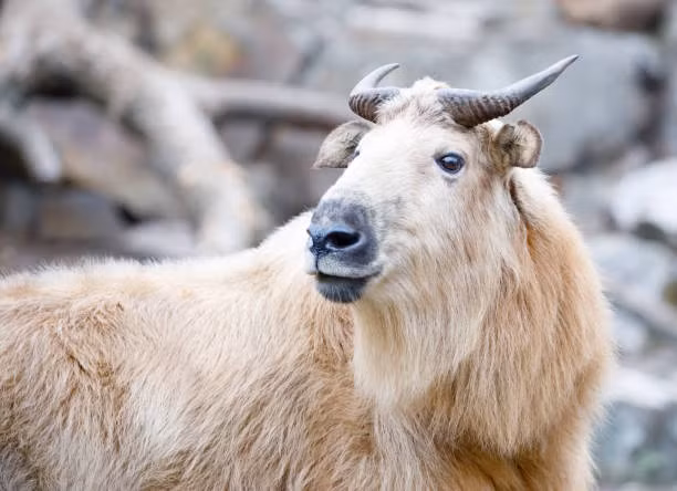 Mãi cho đến thập niên 80 của thế kỷ 20, các nhà động vật học Trung Quốc mới đến các vùng như Tứ Xuyên để khảo sát sự phân bố của động vật hoang dã và vào năm 1984, trong quá trình tìm kiếm gấu trúc hoang dã ở miền Bắc Tứ Xuyên, họ tình cờ phát hiện ra linh ngưu.