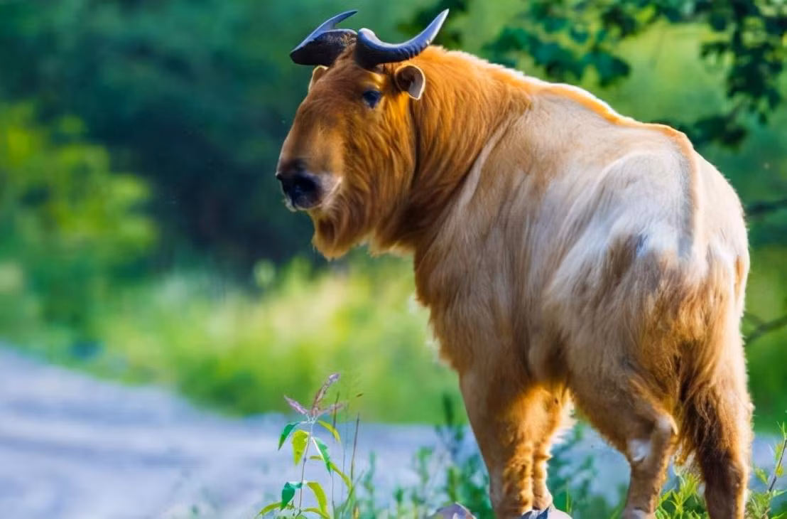 Cũng như "tứ bất tượng" được coi là thần thú, "lục bất tượng linh ngưu" cũng như vậy và đã từng được ghi chép trong "Sơn Hải Kinh". Ngoài ra, trong "Sơn Hải Kinh" còn có ghi chép về một loại động vật kỳ quái hơn có tên là "cửu bất tượng". Vậy, nếu "lục bất tượng" có thực, thì "cửu bất tượng" có thể tồn tại không?