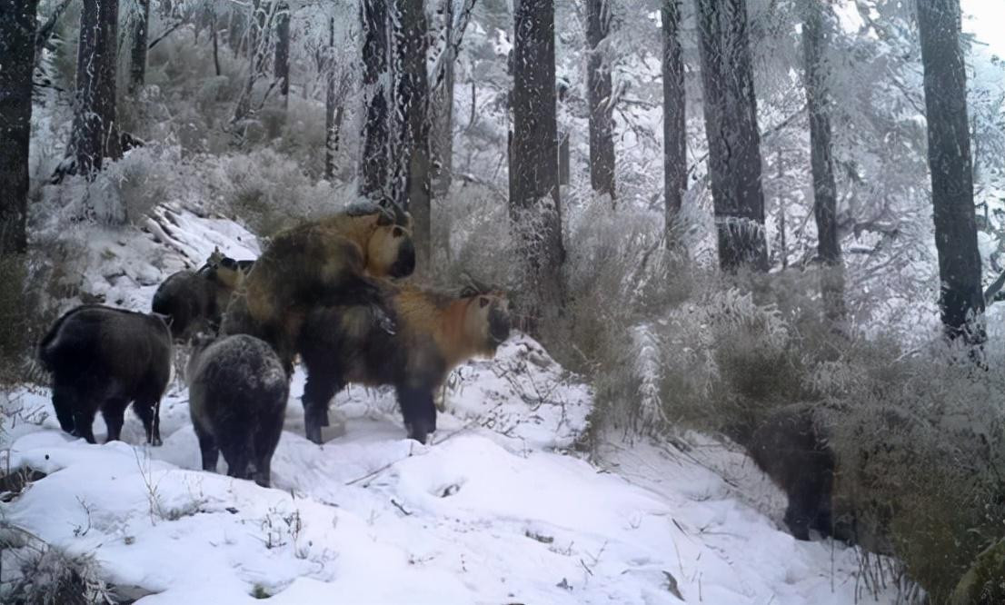 Trước khi linh ngưu được phát hiện, một số nhà động vật học đã nghe nói về những loài thú dữ có hình dạng kỳ lạ ở khu vực Tần Lĩnh, nhưng họ đều có thái độ hoài nghi. Bởi rất khó để tưởng tượng rằng trong tự nhiên lại có những loài động vật có hình dáng kỳ quặc như vậy.