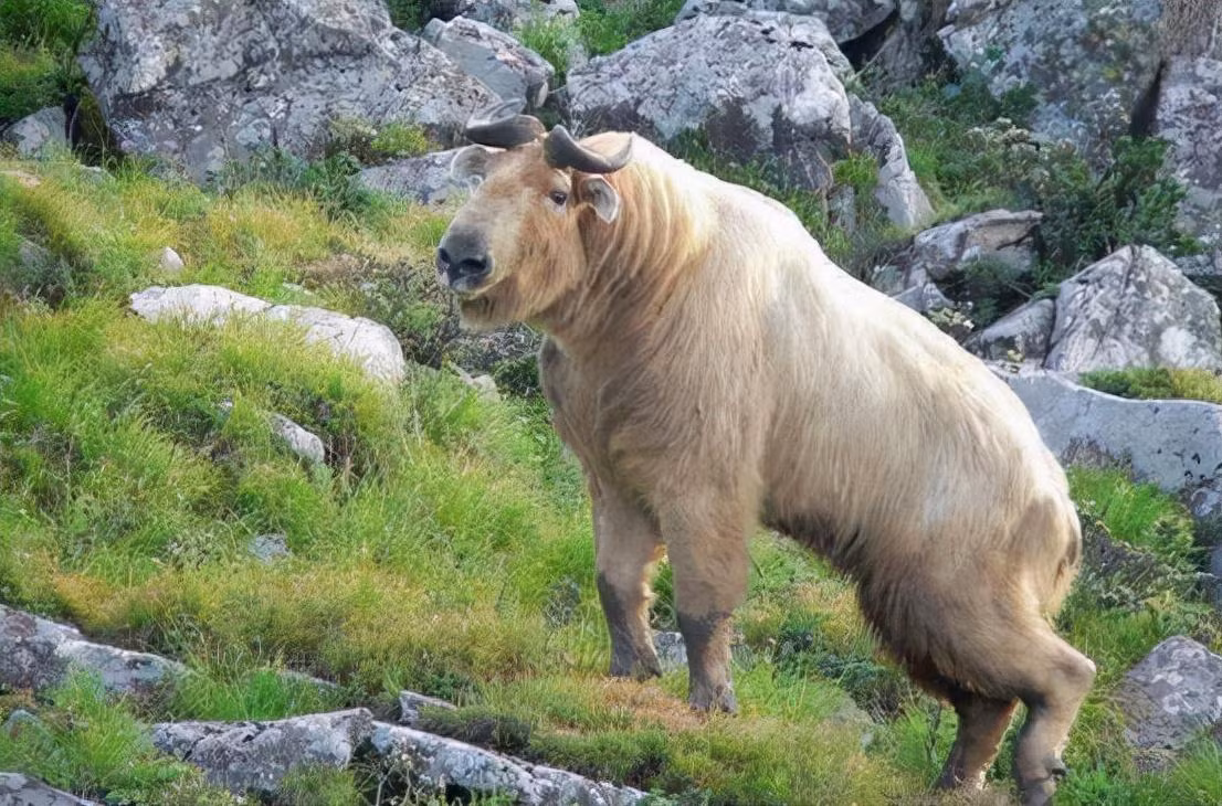 Trong truyền thuyết dân gian, "cửu bất tượng" được cho là một loài thần thú có tên gọi là "Đế Thính" với thân hình của rồng, đuôi của sư tử, đầu của hổ, tai của chó, chân của kỳ lân. Trong "Tây Du Ký", khi Tôn Ngộ Không gặp phải Lục Nhĩ Mỹ Hầu, chính "cửu bất tượng" là người phân biệt giữa hai người này.