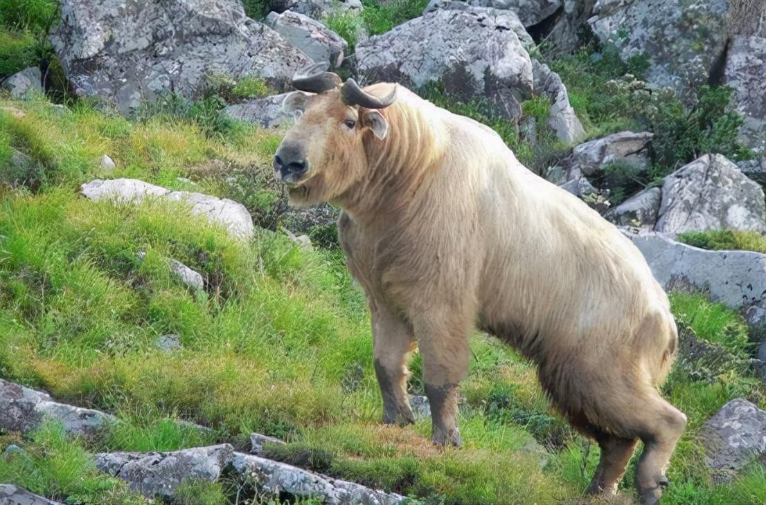 Trong truyền thuyết dân gian, "cửu bất tượng" được cho là một loài thần thú có tên gọi là "Đế Thính" với thân hình của rồng, đuôi của sư tử, đầu của hổ, tai của chó, chân của kỳ lân. Trong "Tây Du Ký", khi Tôn Ngộ Không gặp phải Lục Nhĩ Mỹ Hầu, chính "cửu bất tượng" là người phân biệt giữa hai người này.
