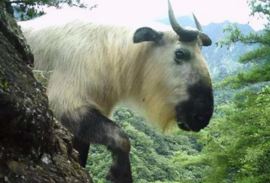 Ngoài ra, trong dân gian còn có một cách nói khác rằng "cửu bất tượng" thực chất là rồng, vì rồng là một loài "dị thú" có đặc điểm của nhiều loài động vật khác nhau. Hơn nữa, từ xưa đến nay, việc rồng có tồn tại hay không vẫn luôn là một chủ đề gây tranh cãi. Tuy nhiên, từ những gì đã nghiên cứu về động vật hoang dã hiện nay, khả năng tìm thấy "cửu bất tượng" trong tự nhiên không cao, bởi vì dù là "Đế Thính" hay "rồng", rõ ràng đó chỉ là hình ảnh động vật được con người tưởng tượng trong các câu chuyện thần thoại, rất khó là những gì có thật trong tự nhiên.