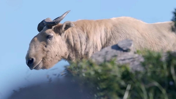 Sau nhiều nghiên cứu sâu hơn, các nhà khoa học cuối cùng đã xác định được linh ngưu là một loài thuộc họ bò, giống như gấu trúc, cũng là một trong những loài động vật quý hiếm của Trung Quốc và chỉ phân bố trong nước.