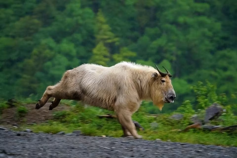 Vậy, "lục bất tượng" là gì? Nó thuộc loại thần thú nào? Lục bất tượng là một loài động vật đặc hữu của Trung Quốc, gọi là linh ngưu. Loài này phân bố chủ yếu ở các khu vực núi cao dãy Tần Lĩnh. Tại địa phương, đã có truyền thuyết dân gian về linh ngưu "lục bất tượng", theo đó, con vật này mang đặc điểm của sáu loại động vật khác nhau gồm: bò, cừu, tuần lộc, chó hoang, gấu nâu và linh dương, vì vậy có thể nói rằng nó có hình dạng rất đặc biệt.