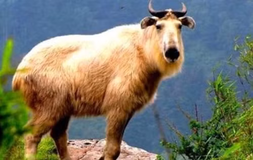 Điều này cũng có nghĩa là mặc dù số lượng hoang dã của chúng không nhiều, nhưng nếu con người thực hiện tốt công tác bảo vệ, linh ngưu không có nguy cơ tuyệt chủng. Thực tế, gấu trúc hiện nay đã được bảo vệ và giảm xuống thành "loài dễ bị tổn thương", các loài động vật được bảo vệ khác cũng tương tự.