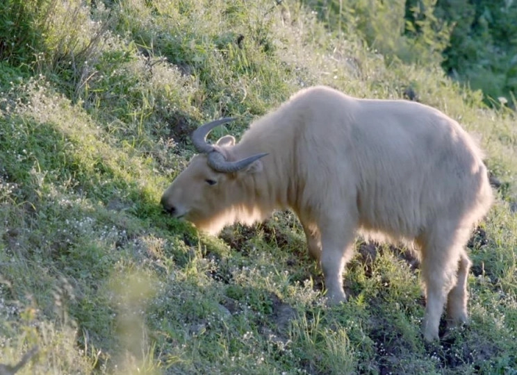 Mới đây, một con vật kỳ lạ có tên gọi là "lục bất tượng" (tạm dịch "sáu không giống" - ý chỉ có các bộ phận giống như của 6 loài khác nhau ghép lại) đã được phát hiện ở khu vực Cửu Đỉnh Sơn, Tứ Xuyên, Trung Quốc. Đây là một phiên bản nâng cấp của con thần thú "tứ bất tượng" (hay còn gọi là "bốn không giống"), vốn là con vật cưỡi của Khương Tử Nha trong cuốn tiểu thuyết nổi tiếng "Phong Thần Bảng". (Ảnh Sohu, Ecn, Sina, Chinanews)