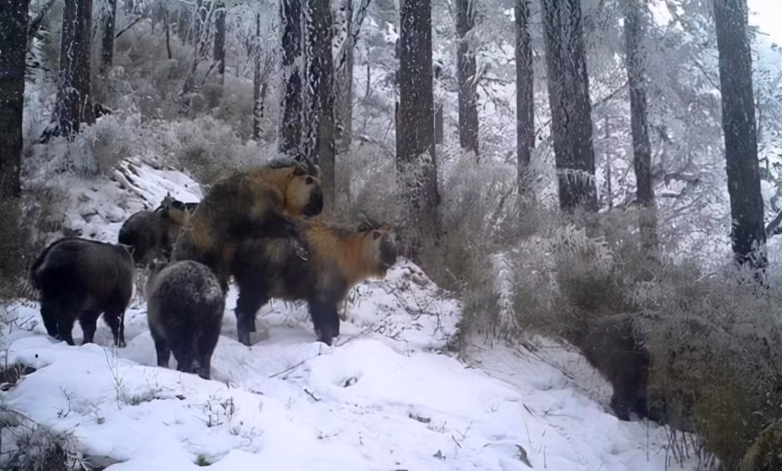 Trước khi linh ngưu được phát hiện, một số nhà động vật học đã nghe nói về những loài thú dữ có hình dạng kỳ lạ ở khu vực Tần Lĩnh, nhưng họ đều có thái độ hoài nghi. Bởi rất khó để tưởng tượng rằng trong tự nhiên lại có những loài động vật có hình dáng kỳ quặc như vậy.