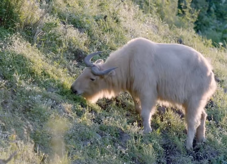 Mới đây, một con vật kỳ lạ có tên gọi là "lục bất tượng" (tạm dịch "sáu không giống" - ý chỉ có các bộ phận giống như của 6 loài khác nhau ghép lại) đã được phát hiện ở khu vực Cửu Đỉnh Sơn, Tứ Xuyên, Trung Quốc. Đây là một phiên bản nâng cấp của con thần thú "tứ bất tượng" (hay còn gọi là "bốn không giống"), vốn là con vật cưỡi của Khương Tử Nha trong cuốn tiểu thuyết nổi tiếng "Phong Thần Bảng". (Ảnh Sohu, Ecn, Sina, Chinanews)
