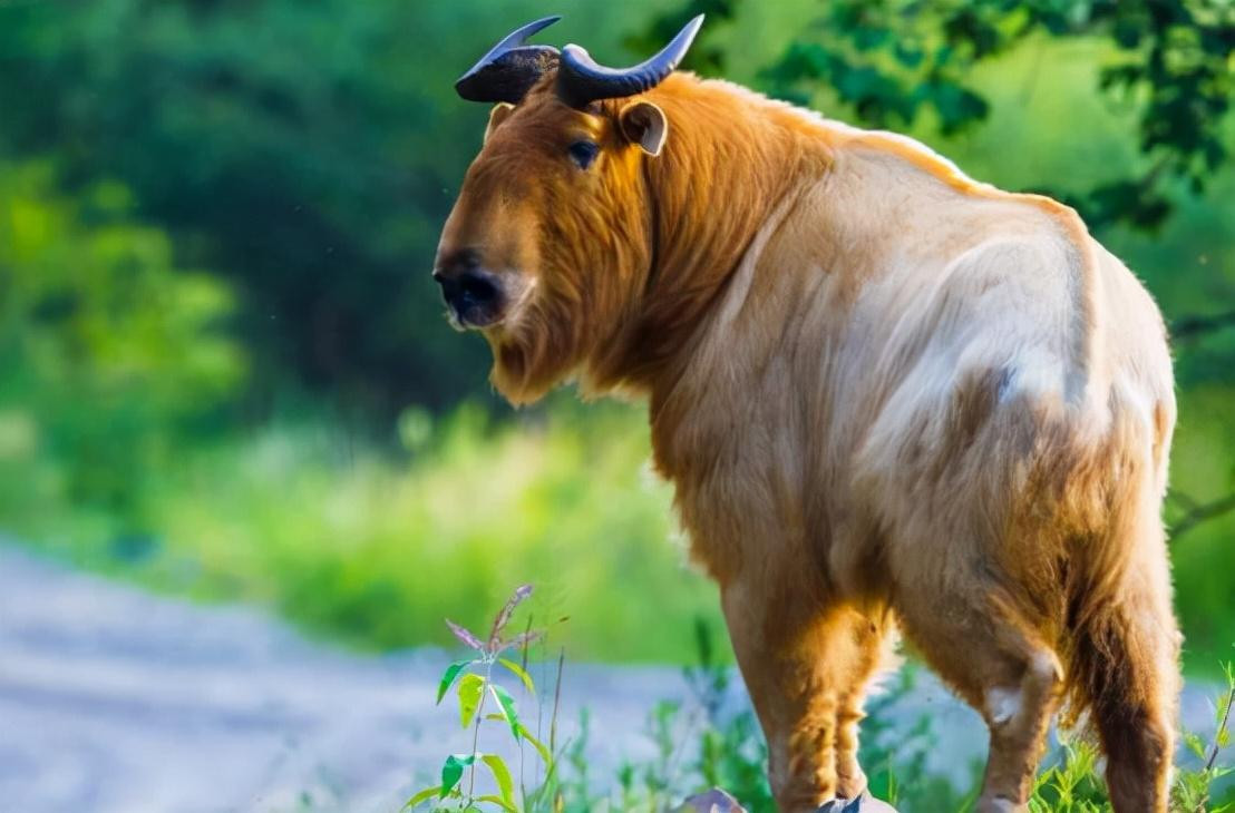 Cũng như "tứ bất tượng" được coi là thần thú, "lục bất tượng linh ngưu" cũng như vậy và đã từng được ghi chép trong "Sơn Hải Kinh". Ngoài ra, trong "Sơn Hải Kinh" còn có ghi chép về một loại động vật kỳ quái hơn có tên là "cửu bất tượng". Vậy, nếu "lục bất tượng" có thực, thì "cửu bất tượng" có thể tồn tại không?