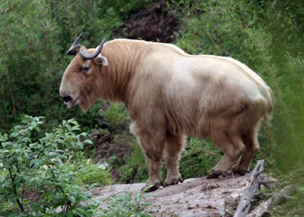 Các nhà nghiên cứu cho biết, mặc dù linh ngưu là động vật ăn cỏ, nhưng chúng có tính cách dũng mãnh và sống theo bầy đàn, do đó trong tự nhiên chúng hầu như không có kẻ thù tự nhiên. Ngay cả khi đối mặt với những con thú săn mồi, khả năng chúng có thể cùng nhau chiến đấu và thoát khỏi là rất cao.