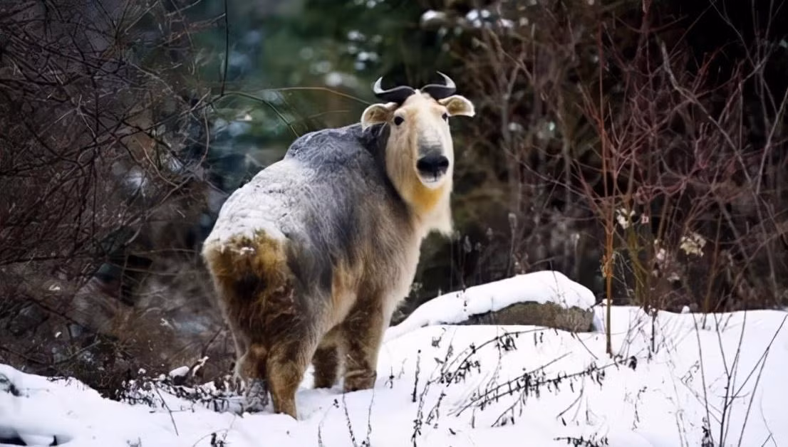 Trước khi linh ngưu được xác nhận chính thức, tại vùng Tần Lĩnh đã có nhiều trường hợp nông dân địa phương vô tình bị loài động vật này tấn công và bị thương, dẫn đến việc người ta cho rằng nó là một loài thú dữ.