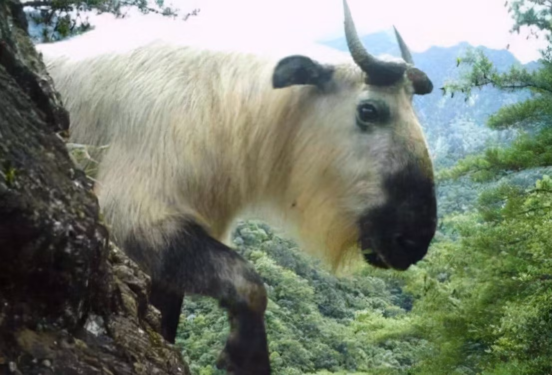 Ngoài ra, trong dân gian còn có một cách nói khác rằng "cửu bất tượng" thực chất là rồng, vì rồng là một loài "dị thú" có đặc điểm của nhiều loài động vật khác nhau. Hơn nữa, từ xưa đến nay, việc rồng có tồn tại hay không vẫn luôn là một chủ đề gây tranh cãi. Tuy nhiên, từ những gì đã nghiên cứu về động vật hoang dã hiện nay, khả năng tìm thấy "cửu bất tượng" trong tự nhiên không cao, bởi vì dù là "Đế Thính" hay "rồng", rõ ràng đó chỉ là hình ảnh động vật được con người tưởng tượng trong các câu chuyện thần thoại, rất khó là những gì có thật trong tự nhiên.