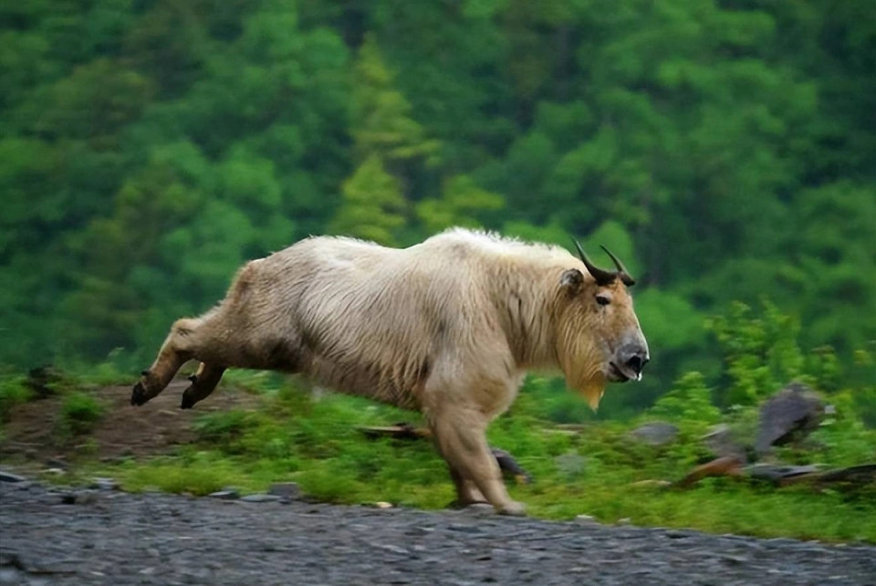 Vậy, "lục bất tượng" là gì? Nó thuộc loại thần thú nào? Lục bất tượng là một loài động vật đặc hữu của Trung Quốc, gọi là linh ngưu. Loài này phân bố chủ yếu ở các khu vực núi cao dãy Tần Lĩnh. Tại địa phương, đã có truyền thuyết dân gian về linh ngưu "lục bất tượng", theo đó, con vật này mang đặc điểm của sáu loại động vật khác nhau gồm: bò, cừu, tuần lộc, chó hoang, gấu nâu và linh dương, vì vậy có thể nói rằng nó có hình dạng rất đặc biệt.